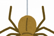 【悲報】あの昆虫の『クモ』の弱点がこちらｗｗｗｗｗｗｗ