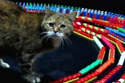 【ねこ動画】猫とドミノ倒し【再】