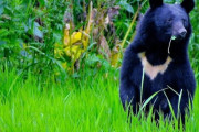 命に別状はないけれど…クマの第一撃は「顔面パンチ」で次に「噛む」の破壊力　救急医「クマを殺すなという人は実情を知って」