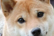 言語のプロが犬を訓練した結果、”文章で会話”が出来るまでに成長！これ凄すぎいいい！！
