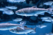 中国が日本の水産物をすべて輸入禁止へ！！ 日本の魚は本当に危ないの？ 英国研究者の意見も