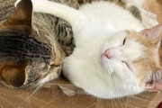 【ねこ画像】ダンボールに潜んだ何者かに引きずり込まれる子猫ちゃん…なんて恐ろしい箱なんでしょうかwww