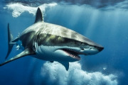 【朗報】サメさん、97%は人間を“避けながら”泳ぐ臆病者だった