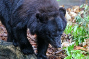 【山形】鶴岡でイノシシ狩りの７６歳男性、クマに襲われけが…猟銃２発命中しても向かってくる
