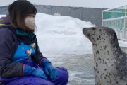 【動画】アザラシ、可愛すぎるｗｗｗｗ