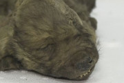 【画像】永久凍土から発見された1万8000年前の犬がこちら