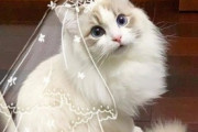 【ねこ画像】飼い主さんの小脇に挟まれてピザを見つめる猫さん…美味しそうな匂いですがダメですよwww