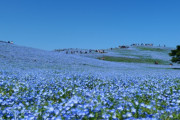 これが日本のひたち海浜公園のネモフィラハーモニーだ！　【海外の反応】