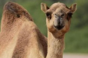 【オーストラリア】政府、１万頭のラクダ虐殺に馬も追加　今年中に200万匹の猫を毒入りソーセージで殺害する計画も発表