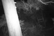 【悲報】動物愛護さん、深夜の山奥に現れクマの罠を解除してしまう