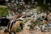 【かわいい】イギリスの動物園に自動シャボン玉製造マシーンが贈られた結果 → ペンギンたちが大はしゃぎｗｗｗｗｗ