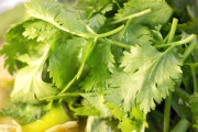【好き嫌い】パクチーに「石鹸やカメムシ」を感じる人と感じない人、その遺伝子メカニズム