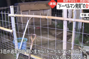 脱走ドーベルマンは盗まれていた　ドーベルマン盗んだ疑いで逮捕　千葉県警、過去に捜索参加の女