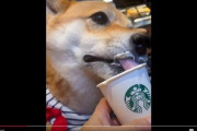 海外スタバで「犬にホイップクリーム食べさせる」　ネットで健康論争に...問題ない？専門家に聞いた