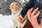 雪の中ギターを弾くご主人様と「そのひと時」を楽しむワンちゃんがかわいい  海外の反応