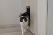 【動画】ネッコ、ペット用扉からドゥルンと出て来るｗｗｗｗ