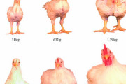 鶏の成長速度、ヤバい