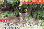 千葉県で大量発生した「キョン」の肉が美味いことがバレてしまった結果ｗｗｗｗｗｗ