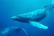 人類、クジラとの会話に成功！地球外生命体とのコンタクトにも役立つとのこと！
