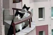 【ねこ画像】まっすぐな線路を歩いて行く猫さんと子猫ちゃん…映画のワンシーンみたいですねwww