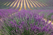 【北海道】ラベンダーと夜景の競演　見頃は７月下旬まで　札幌幌見峠  [WATeR★]