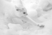 【ねこ画像】雪とシロネコ、泡風呂？とねこたち ほか【再】