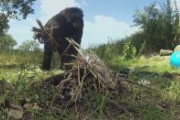 【動画】めちゃめちゃ賢い類人類ボノボ、焚き火して料理する