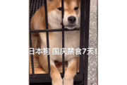【胸糞】中国で『建国記念日の連休中は日本の柴犬に食事を与えない』という動画が大量に投稿される