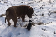 ボストンチワワの子犬がピットブルのお兄ちゃんと雪道散歩する姿が可愛すぎる