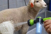 【画像】羊さん、洗濯されてもふもふになってしまうｗｗｗｗ