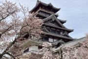京都市民やけど京都観光する～伏見の桜編～