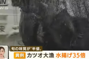 【家計に朗報】カツオが大漁（35倍）すぎて価格が半値に