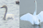 初飛来した冬の使者「コハクチョウ」巨大で無敵の外来種「コブハクチョウ」に池から追い出される #鳥取