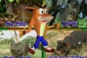 クラッシュバンディクーって結局なんの動物？
