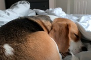 ビーグル犬がほぼ毎日やってくる「飼い主さんを起こす方法」…？ 海外の反応