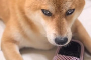 【悲報】ワイの柴犬、ワイを見下してる【画像】