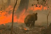 【悲劇】コアラが数万匹焼死が話題に 一気に希少生物化か　豪の森林火災