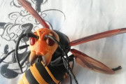 めっちょでかいスズメバチ捕まえたｗｗｗ（※画像あり）