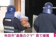 秋田で倉庫侵入の熊を捕獲→動物愛誤「駆除するな！」→はい駆除しました