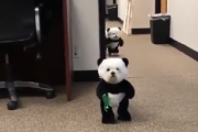 【動画】犬にパンダの服を着せると可愛くなるぞ！