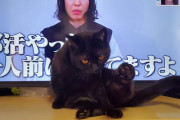 猫拾ってから4年GWどこにも泊まり行ってなかった