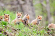 引っ越し中の子ギツネたちに遭遇！　北の大地ならではの4枚の写真に癒される