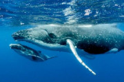【衝撃動画】ホエールウォッチングをしていた女性2人、船ごとクジラに飲み込まれかける…
