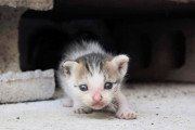 夫が現場で子猫拾ったんやが・・・