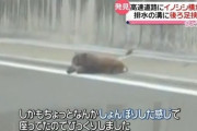 【悲報】全てを諦めたイノシシ、ガチでヤバいｗｗｗｗｗｗｗｗｗｗ