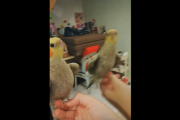 インコのやる気スイッチを見つけてしまった飼い主  海外の反応