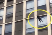 マンション火災の5階から決死のジャンプで生き延びたネコの動画。