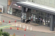 札幌で熊出没、自衛隊駐屯地を襲撃→憲法9条の精神で熊を撃退できず自衛官重傷…代わりに猟友会が駆除