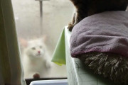 【ねこ動画】外のねこは何を訴えたい？、〇〇〇〇でできた籠 ほか