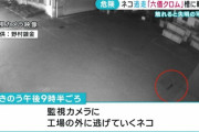 「絶対に触らないで」六価クロムまみれの猫が逃走　皮膚の炎症や呼吸器不全の恐れ　広島県福山市